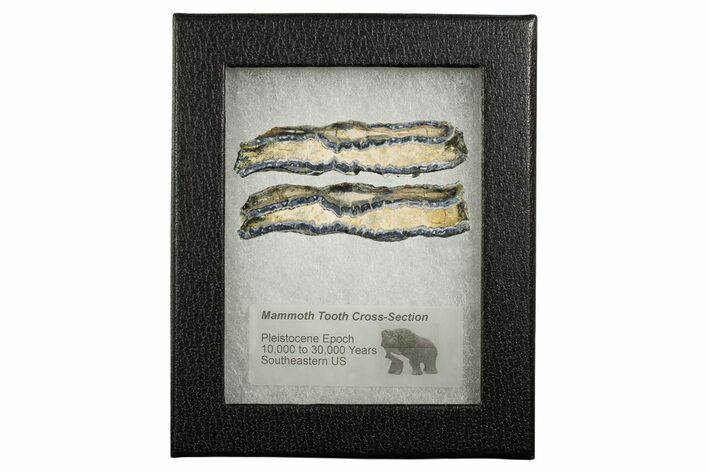 Mammoth Molar Slices With Case - South Carolina #349950